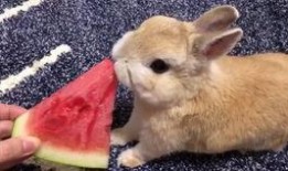 网红吃瓜小兔子视频下载,揭秘热门视频背后的下载狂潮